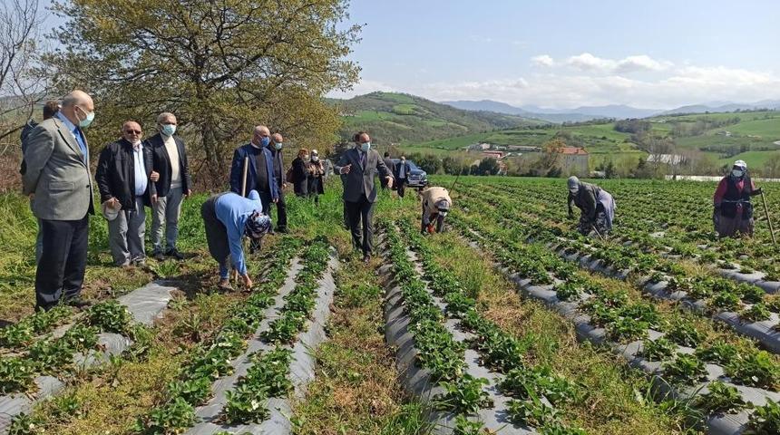 'Elifli çileği' gün sayıyor: 4 kilosu 500 lira!