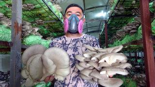 Emekli astsubay yeni iş kurdu, yılda 40 ton istiridye mantarı satıyor!