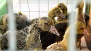 Mersin Büyükşehir Belediyesinden 100 üreticiye 10 bin kaz