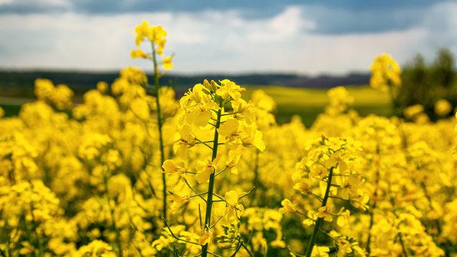 Kanola ile yağ ithalatı azaltılabilir