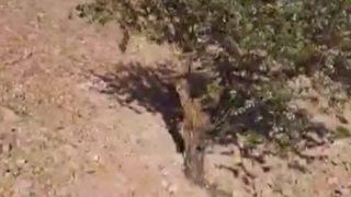 Lübnan çekirge sürülerinin istilası ile karşı karşıya