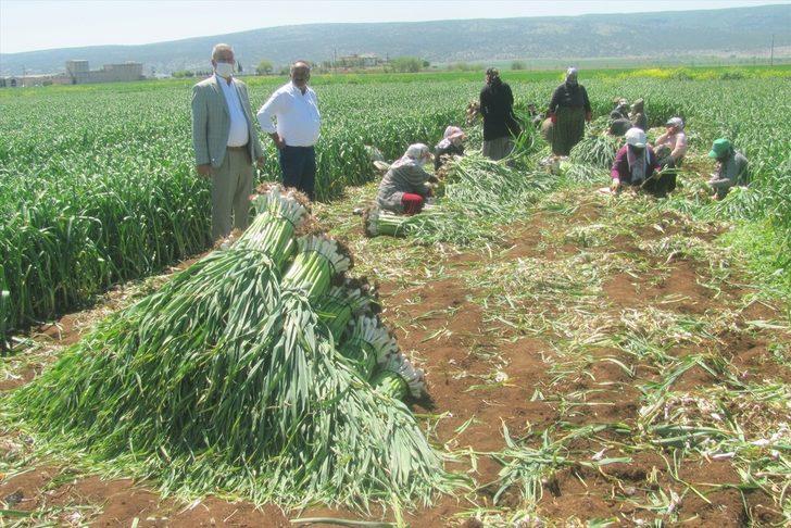 Türkiye'nin önemli sarımsak üretim merkezlerinden Araban'da hasat başladı G1