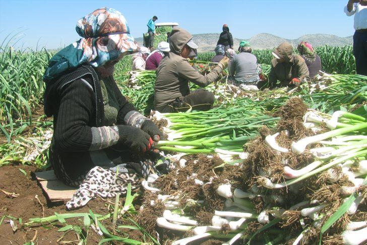 Türkiye'nin önemli sarımsak üretim merkezlerinden Araban'da hasat başladı G2