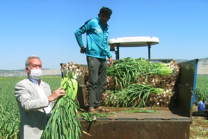 Türkiye'nin önemli sarımsak üretim merkezlerinden Araban'da hasat başladı G3