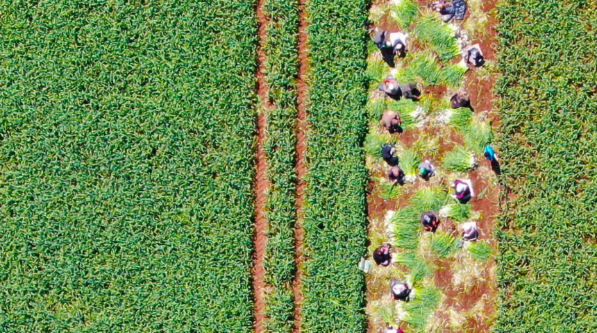 Doğal antibiyotik olan sarımsağın hasadı başladı