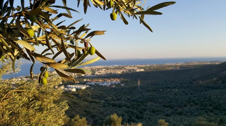 Koronavir&uuml;s tedavisinde zeytin yaprağı &ccedil;ayı mucizesi!