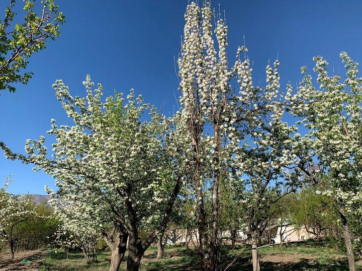 Kars'ta tescilli "uzun elma" ağaçları çiçek açmaya başladı G1