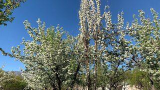 Kars'ta tescilli uzun elma ağaçları çiçek açmaya başladı