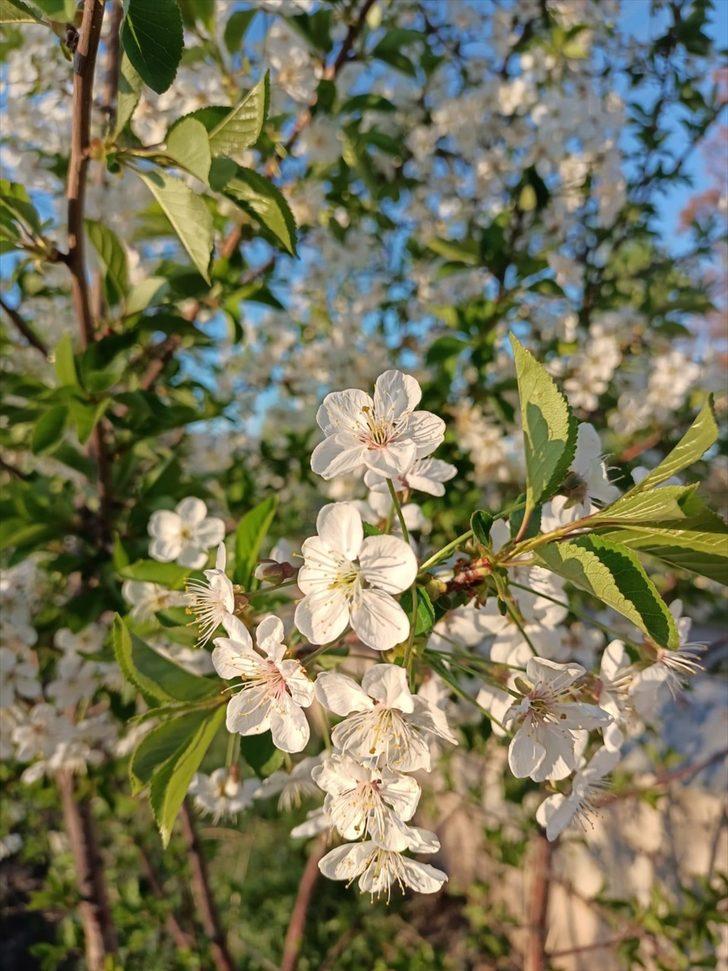 Kars'ta tescilli "uzun elma" ağaçları çiçek açmaya başladı G2