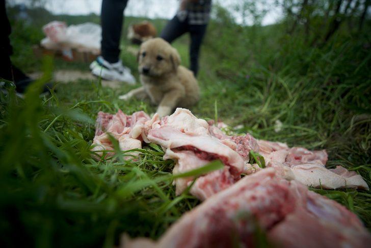 Sokak hayvanlarına yiyecek ulaştıran milli sporcular "iyilik hareketi"yle örnek oluyor G3