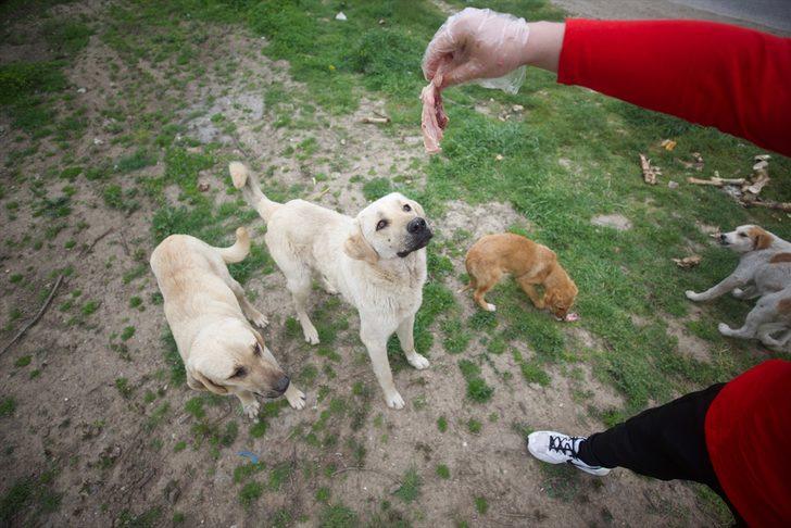 Sokak hayvanlarına yiyecek ulaştıran milli sporcular "iyilik hareketi"yle örnek oluyor G4