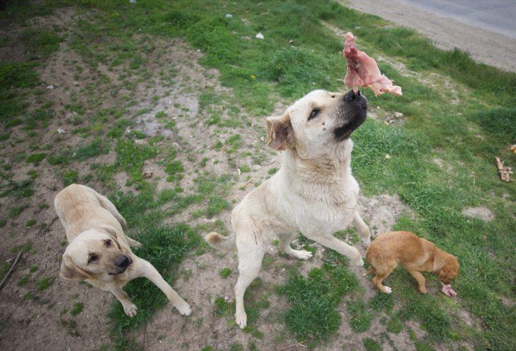 Sokak hayvanlarına yiyecek ulaştıran milli sporcular "iyilik hareketi"yle örnek oluyor G5