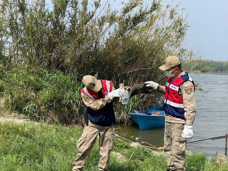 Hatay'da jandarma tarafından yaralı halde bulunan kartal tedavi altına alındı G2