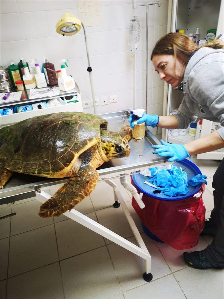 İzmir'de yaralı bulunan caretta caretta tedaviye alındı G1