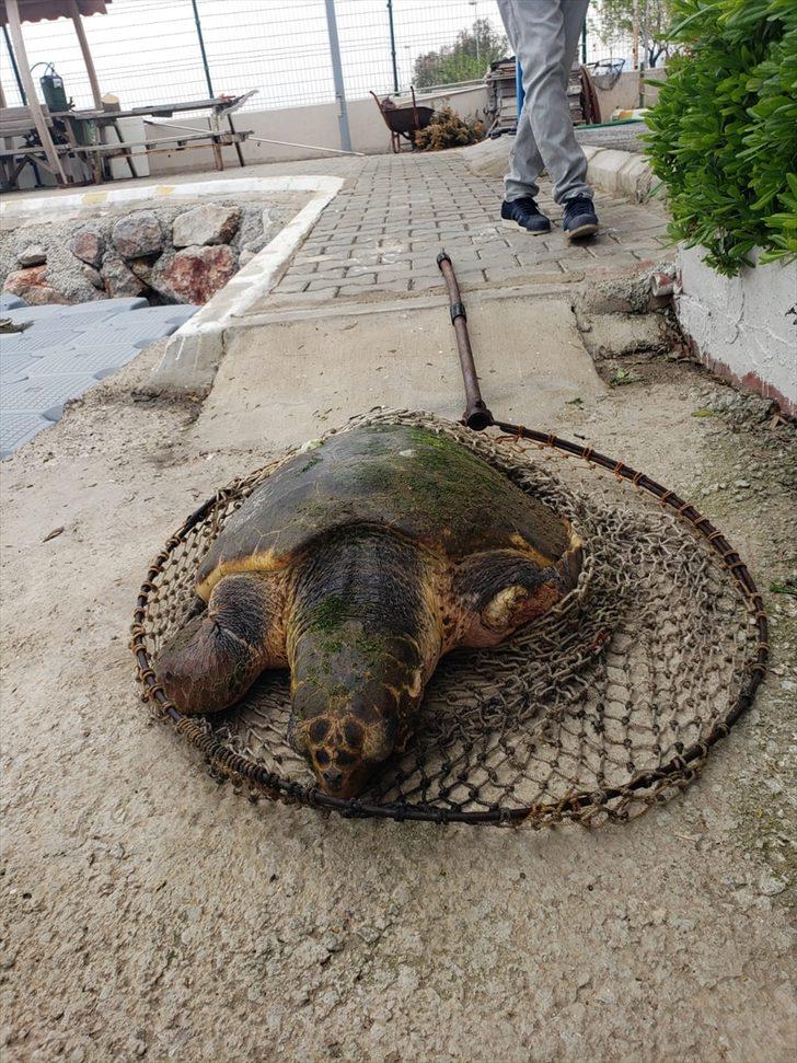 İzmir'de yaralı bulunan caretta caretta tedaviye alındı G2