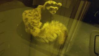 Şanlıurfa'da koruma altında olan alaca sansar görüldü