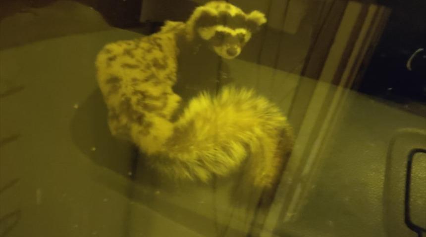 Şanlıurfa'da koruma altında olan "alaca sansar" görüldü