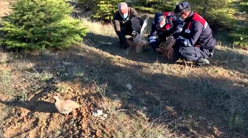 Elazığ'da tuzakla keklik avlayan 2 kişi yakalandı