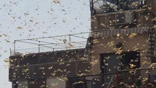 Şam’ı çekirgeler bastı