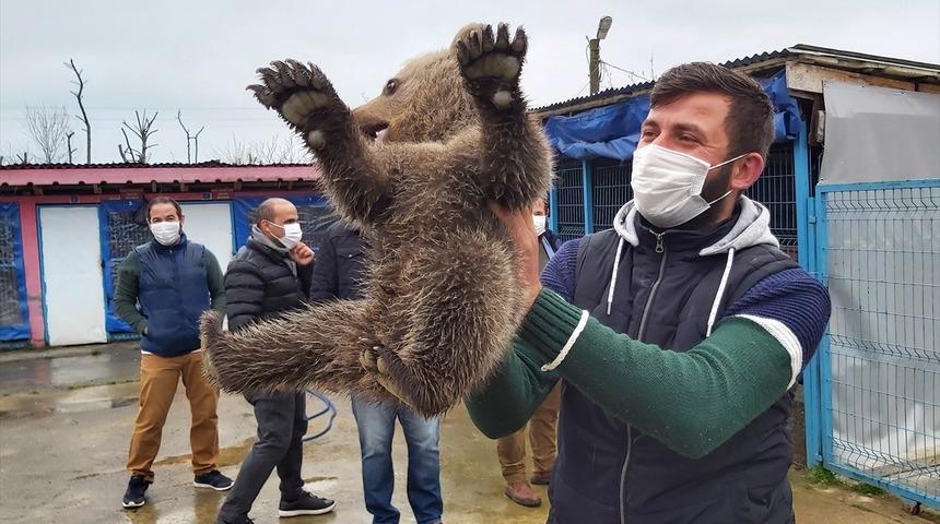 Köpeklerden kaçan ayı yavrusu eve sığındı
