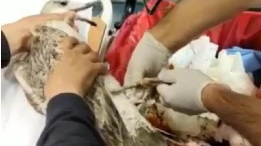 Ayağına maske ipi dolanmış! Yaralı martı denetim ekiplerinin yanına düştü