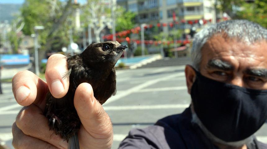 Kahramanmaraş'ta 'ebabil' şaşkınlığı! Sahur yaparken bahçesine düştü