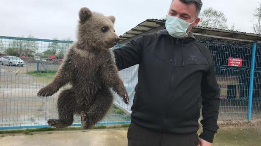 Yavru ayı, evin bodrumuna girdi