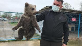 Yavru ayı, evin bodrumuna girdi