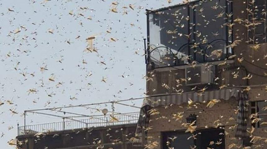 Çekirgeler Şam'ı istila etti!