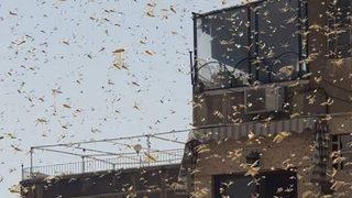 Çekirgeler Şam'ı istila etti!