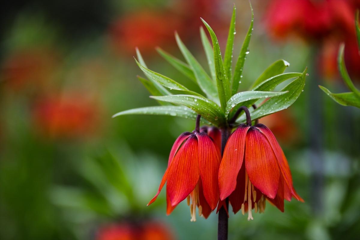 Ters laleler etkileyici g&uuml;zellikleriyle ilgi odağı oldu
