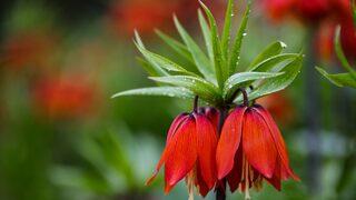 Ters laleler etkileyici güzellikleriyle ilgi odağı oldu