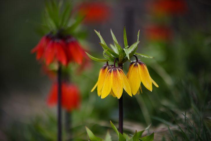 Ters laleler etkileyici güzellikleriyle ilgi odağı oldu G2