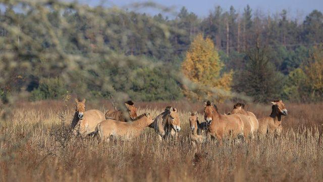 Çernobil: 1986 daki nükleer felaketin gölgesinde yaşayanlar anlatıyor 9