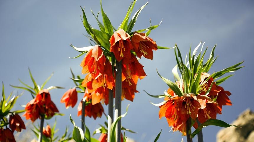 Ters laleler Bitlis dağlarındaki yerini aldı! Koparana 60 bin TL ceza veriliyor