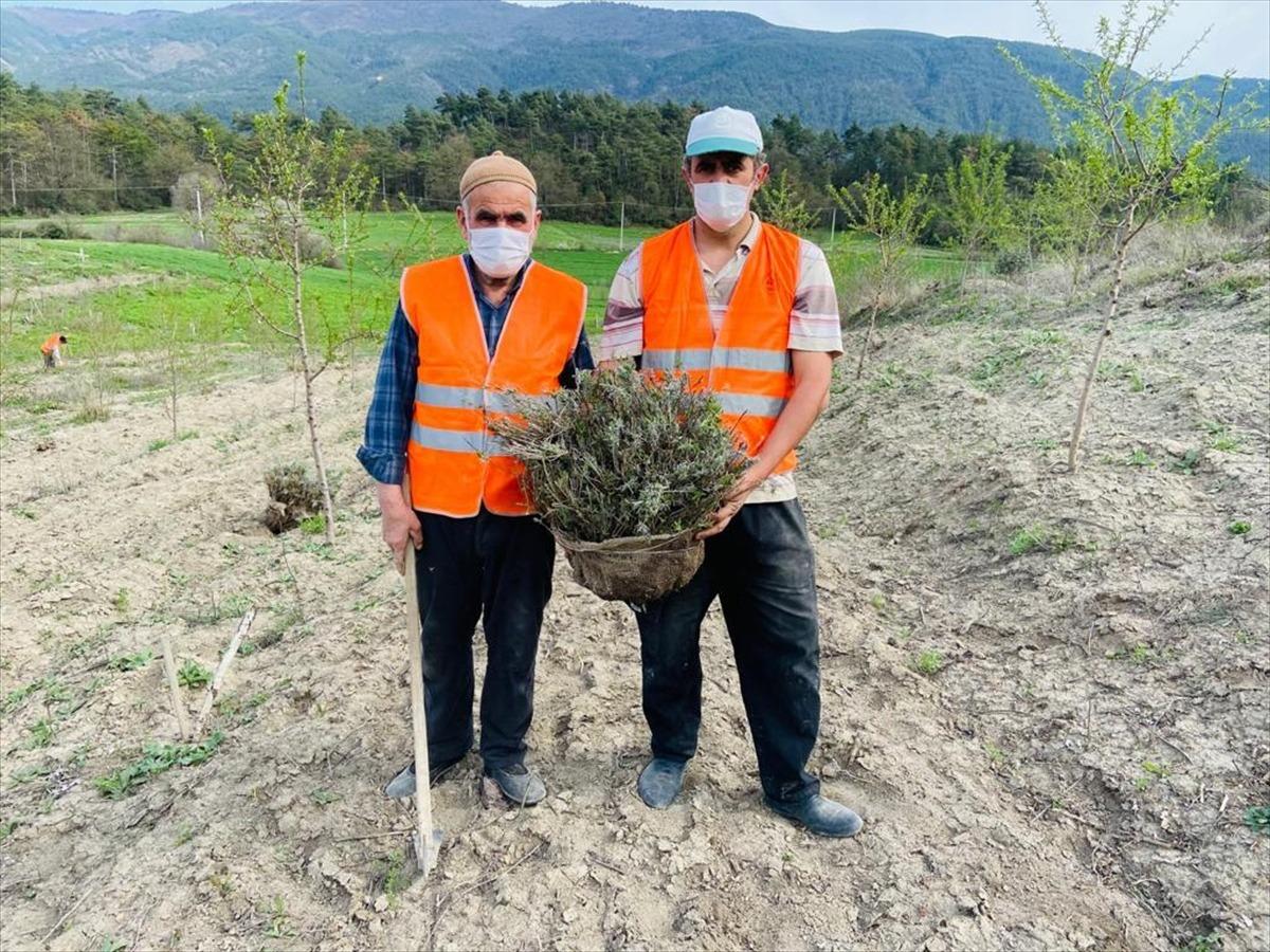 Bolu'da 100 d&ouml;n&uuml;ml&uuml;k arazi lavanta bah&ccedil;esi olacak