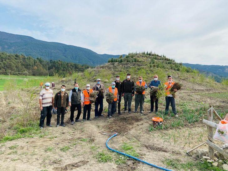 Bolu'da 100 dönümlük arazi lavanta bahçesi olacak G2