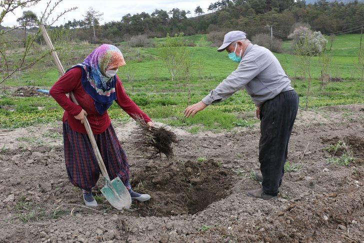 Bolu'da 100 dönümlük arazi lavanta bahçesi olacak G4