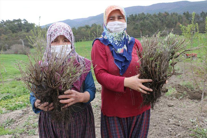 Bolu'da 100 dönümlük arazi lavanta bahçesi olacak G5