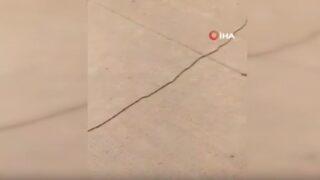 Arnavutköy’de peş peşe dizilen tırtıl sürüsünün yolculuğu kamerada