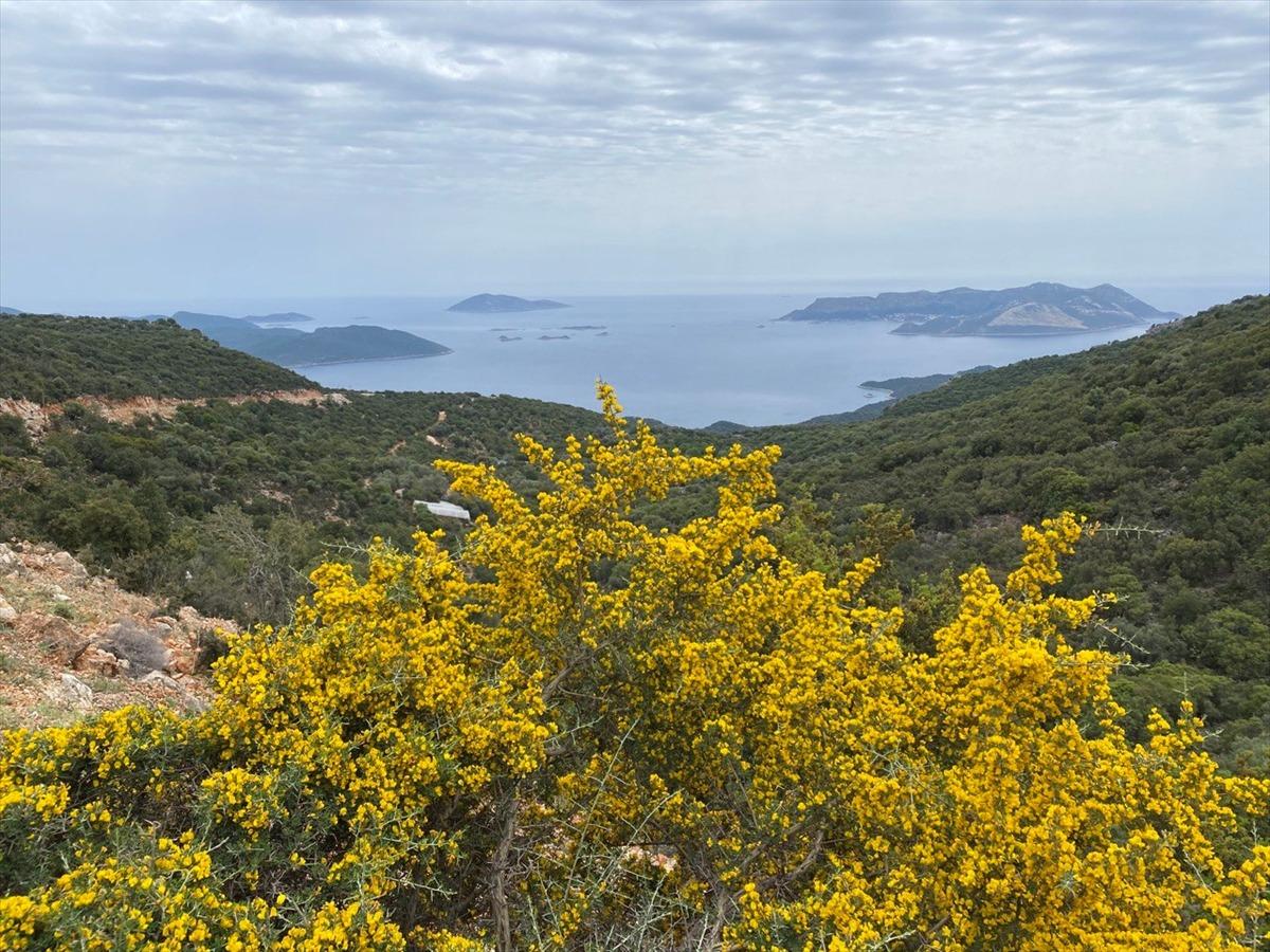 Kaş'ın y&uuml;ksek kesimlerinde a&ccedil;an sarı &ccedil;i&ccedil;ekler g&uuml;zel g&ouml;r&uuml;nt&uuml; oluşturdu