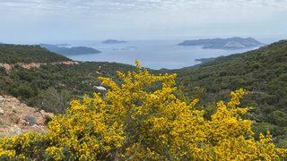 Kaş'ın yüksek kesimlerinde açan sarı çiçekler güzel görüntü oluşturdu