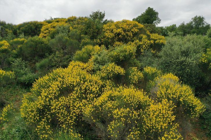 Kaş'ın yüksek kesimlerinde açan sarı çiçekler güzel görüntü oluşturdu G2