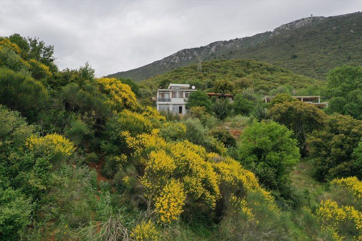 Kaş'ın yüksek kesimlerinde açan sarı çiçekler güzel görüntü oluşturdu G3