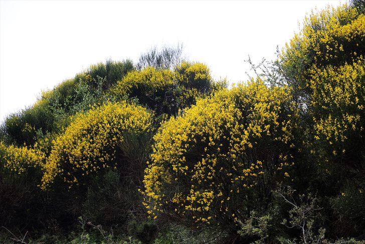 Kaş'ın yüksek kesimlerinde açan sarı çiçekler güzel görüntü oluşturdu G4