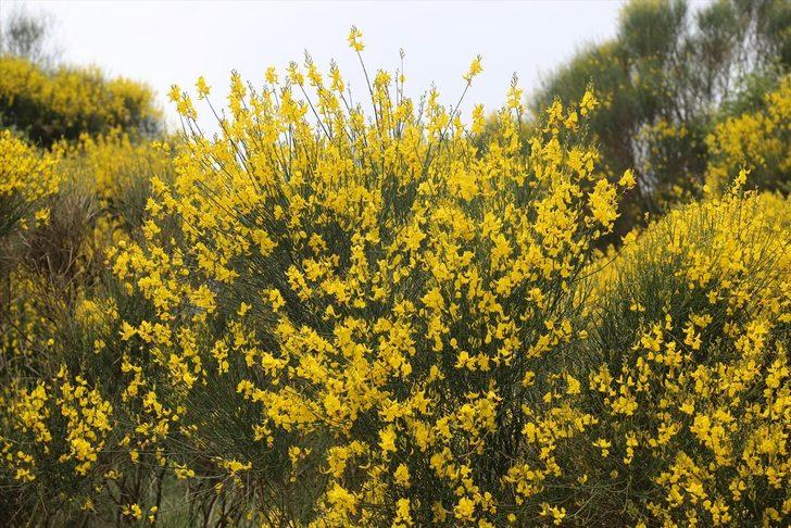 Kaş'ın yüksek kesimlerinde açan sarı çiçekler güzel görüntü oluşturdu G5