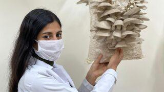 İstiridye mantarı üreticisine günlük 5 bin TL kazandırıyor