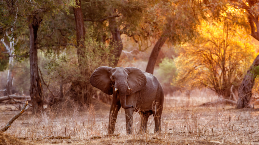 Nesli tükense de umurlarında değil! Zimbabve'de 500 fil bakın ne için öldürülecek
