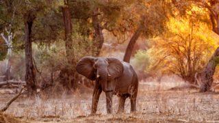 Nesli tükense de umurlarında değil! Zimbabve'de 500 fil bakın ne için öldürülecek