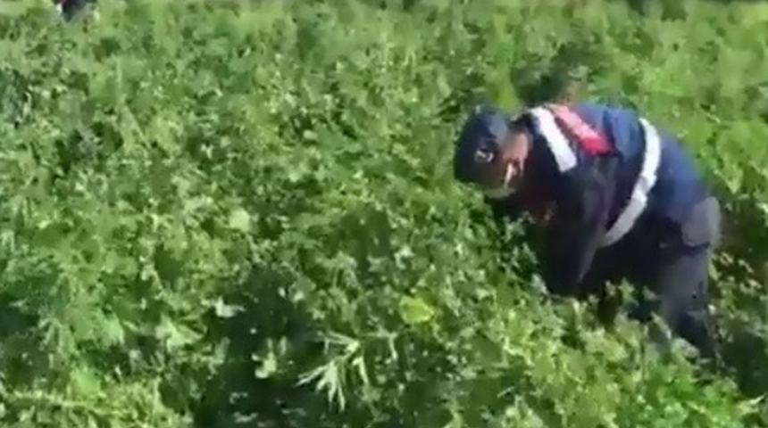 Evinin bahçesini esrar tarlasına çevirmiş: Bin 250 kök esrar bitkisi yakalandı